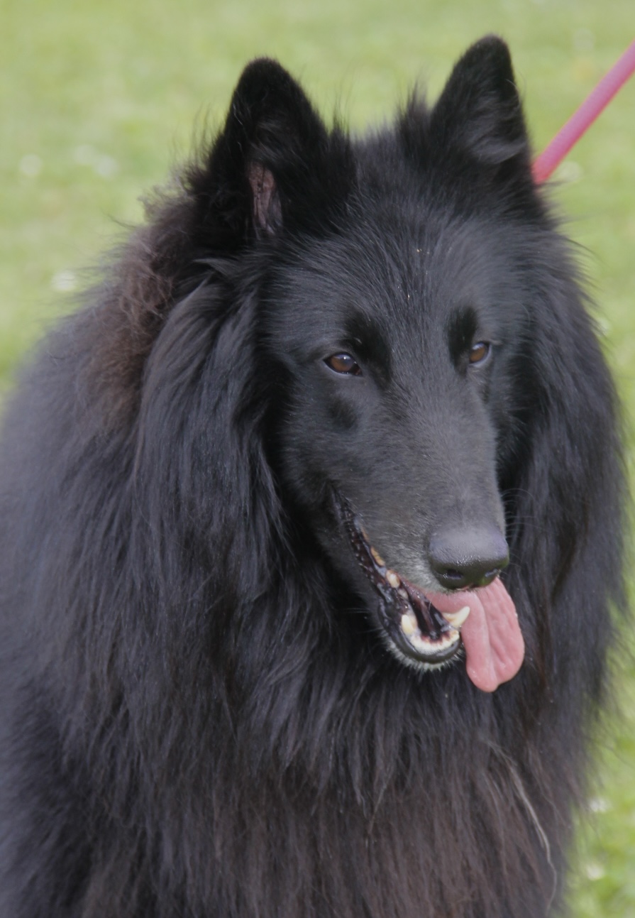 THE BLACK TAIGO