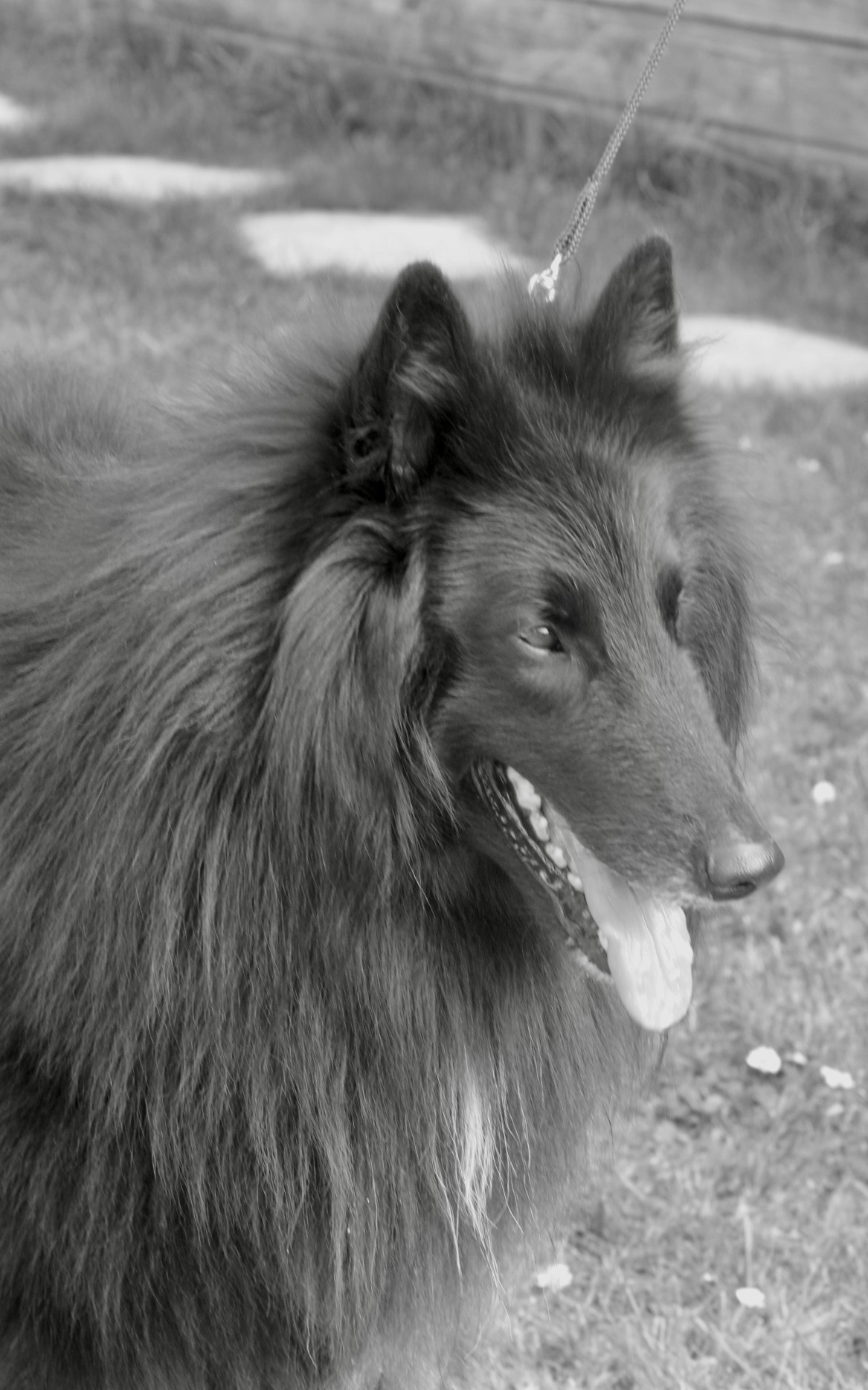 TAIGO